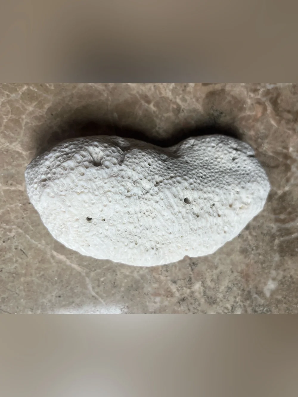 South Pacific Bean Shaped White Coral
